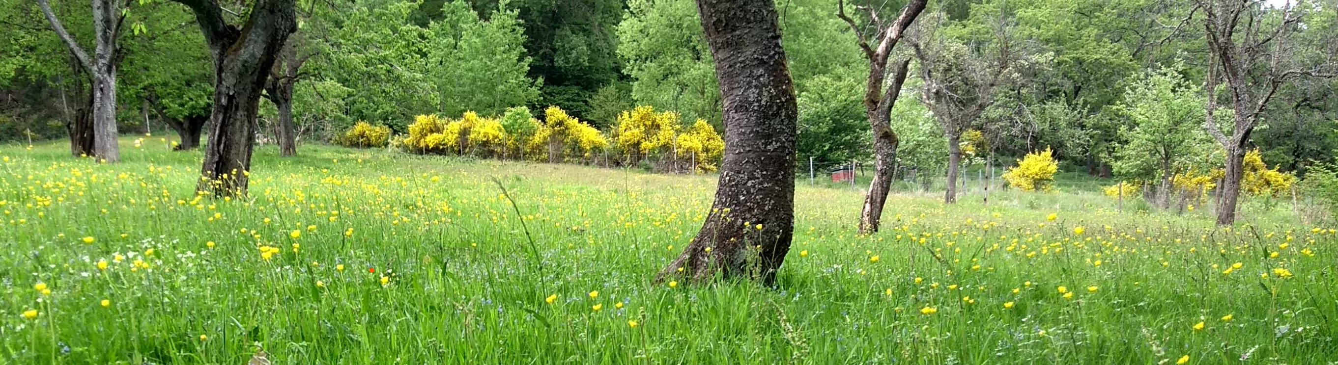 Blühende Wiese in Lindenberg